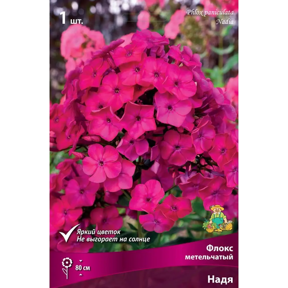 Флокс метельчатый Надя луковица I 83600081 STLM-2085390 Santreyd 