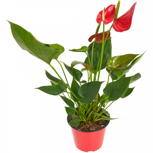 12510630 Антуриум 15х65 см