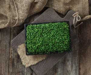 4686 Микрозелень клевера Вкусляндия