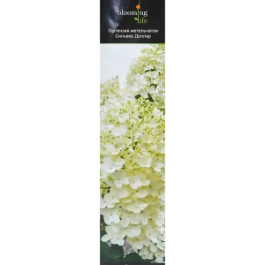 Гортензия метельчатая Сильвер Доллар 84014198 STLM-2184237