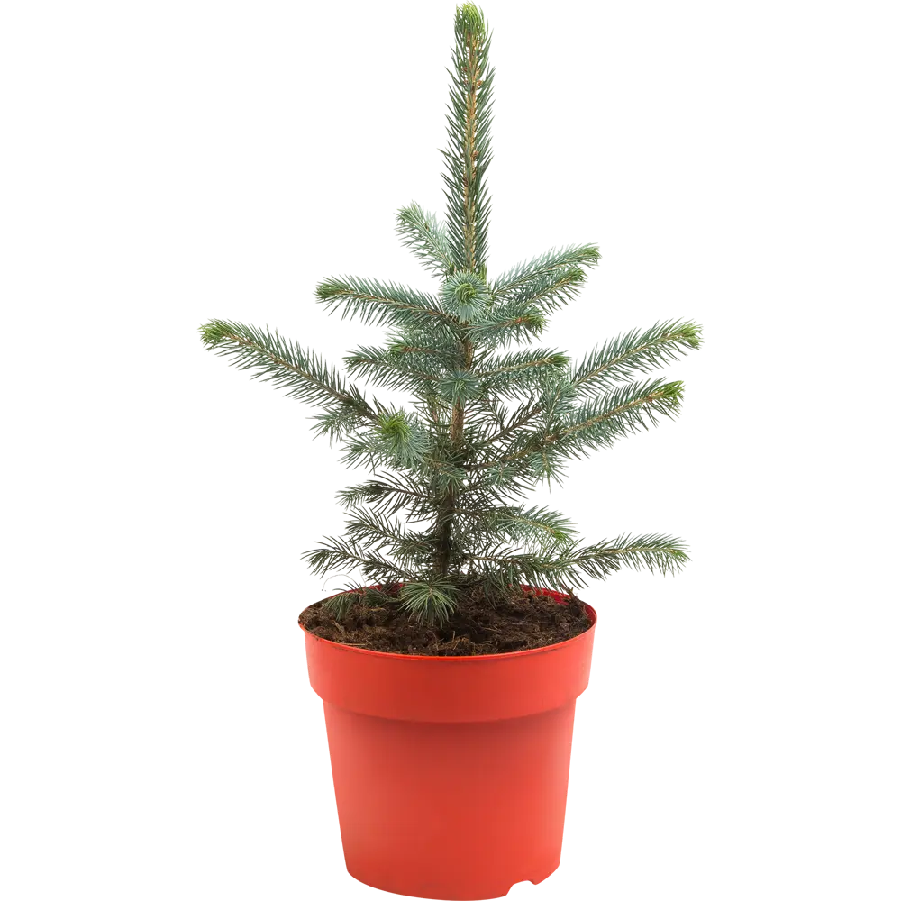 Ель Супер блю в красном горшке 19x30-40 см 82769613 STLM-2202248 Santreyd 