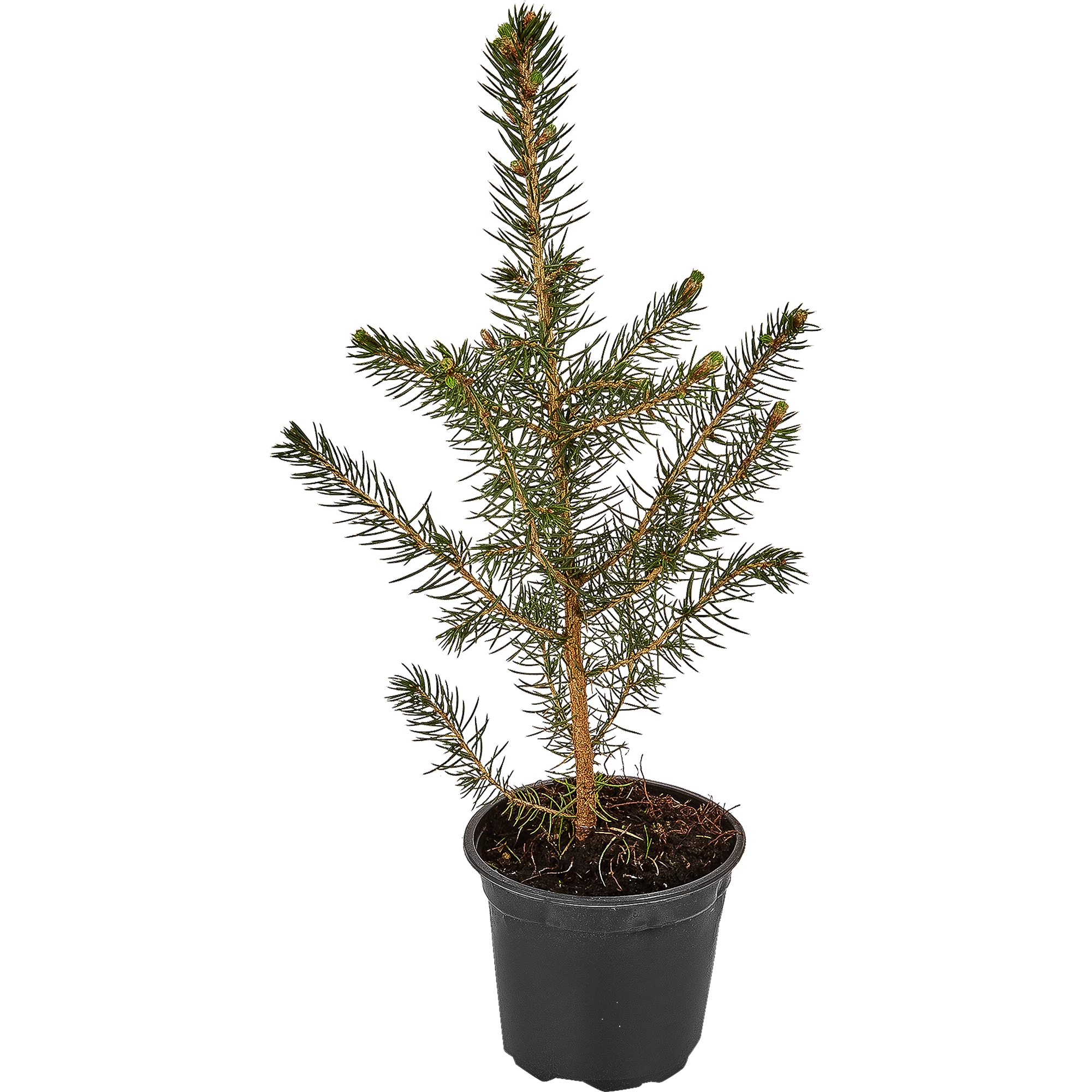 82601660 Ель Глаука «Маджестик Блю» 9x25 см Santreyd 