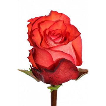 Роза Игуана 70 см Santreyd 25701 - Вид №1