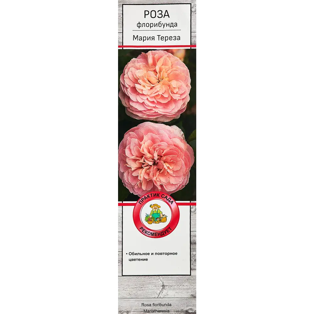 Роза флорибунда Мария Тереза ø5 h35 см 89353248 STLM-2195350 Santreyd 