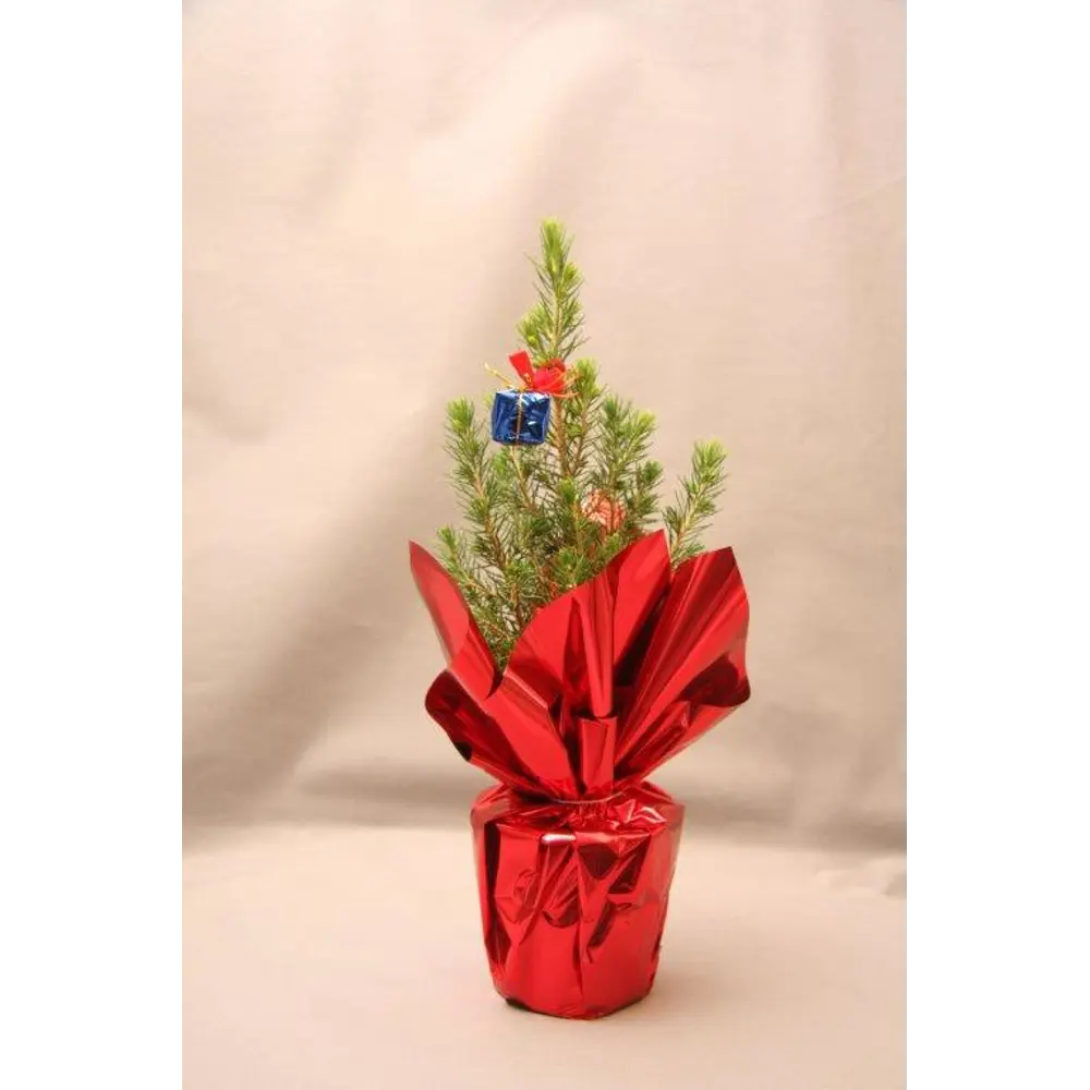 Ель с декором в цветной обечайке ø9 h25-50 см 89338604 STLM-2047266 Santreyd  - Вид №4