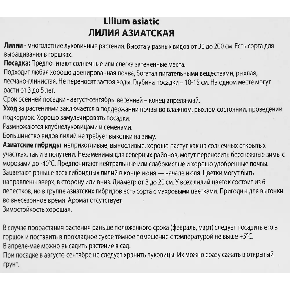Лилия азиатская махровая Кенсингтон, 88659182 STLM-2055658 ПОИСК  - Вид №2