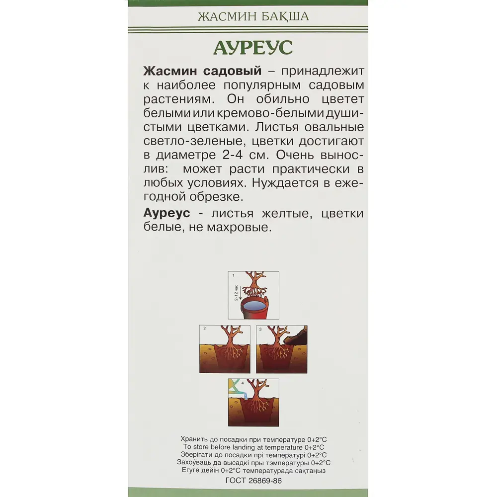 Жасмин садовый «Ауреус» 81951296 STLM-2162246 Santreyd  - Вид №3