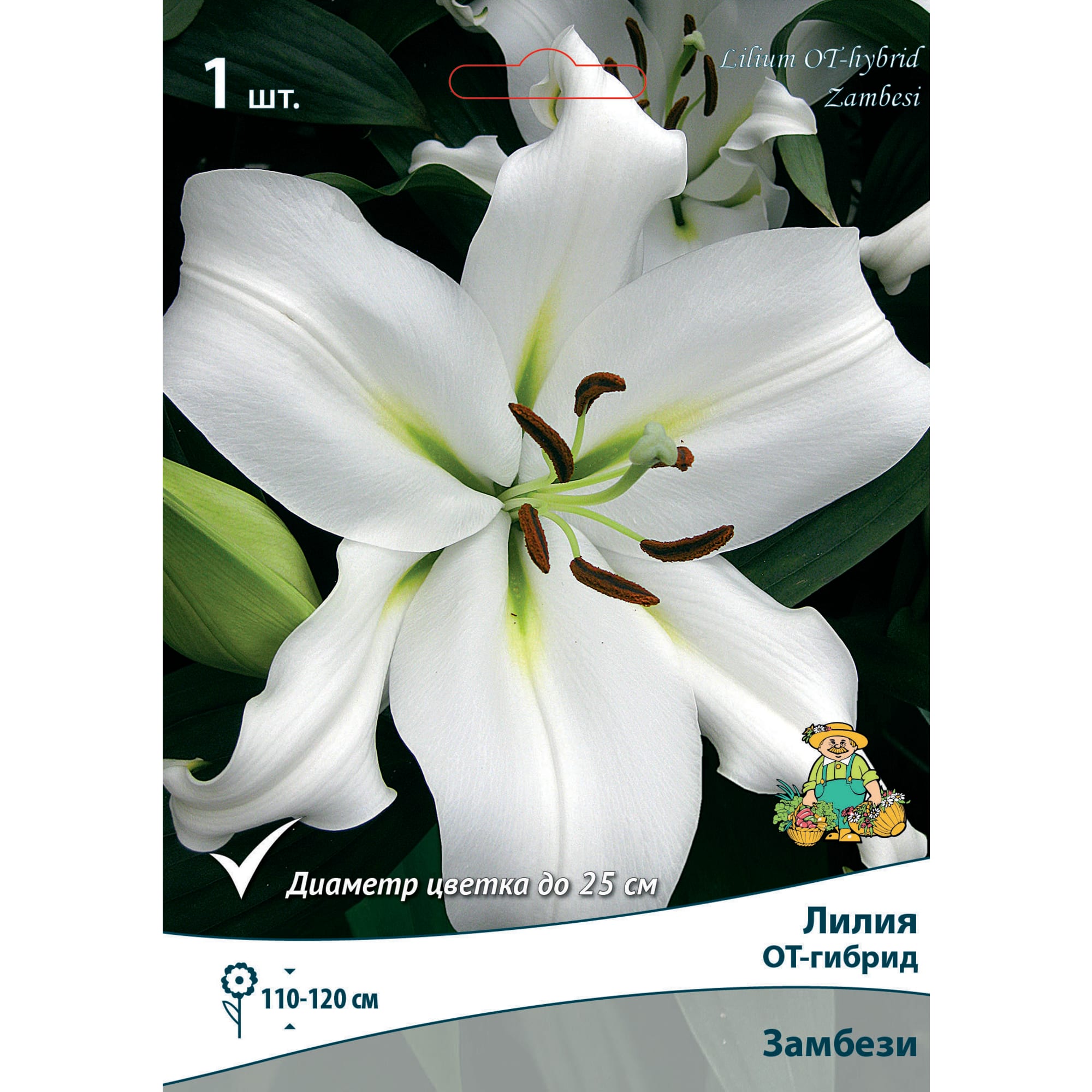 83597430 Лилия ОТ-гибрид Замбези луковица 14/16 Santreyd 