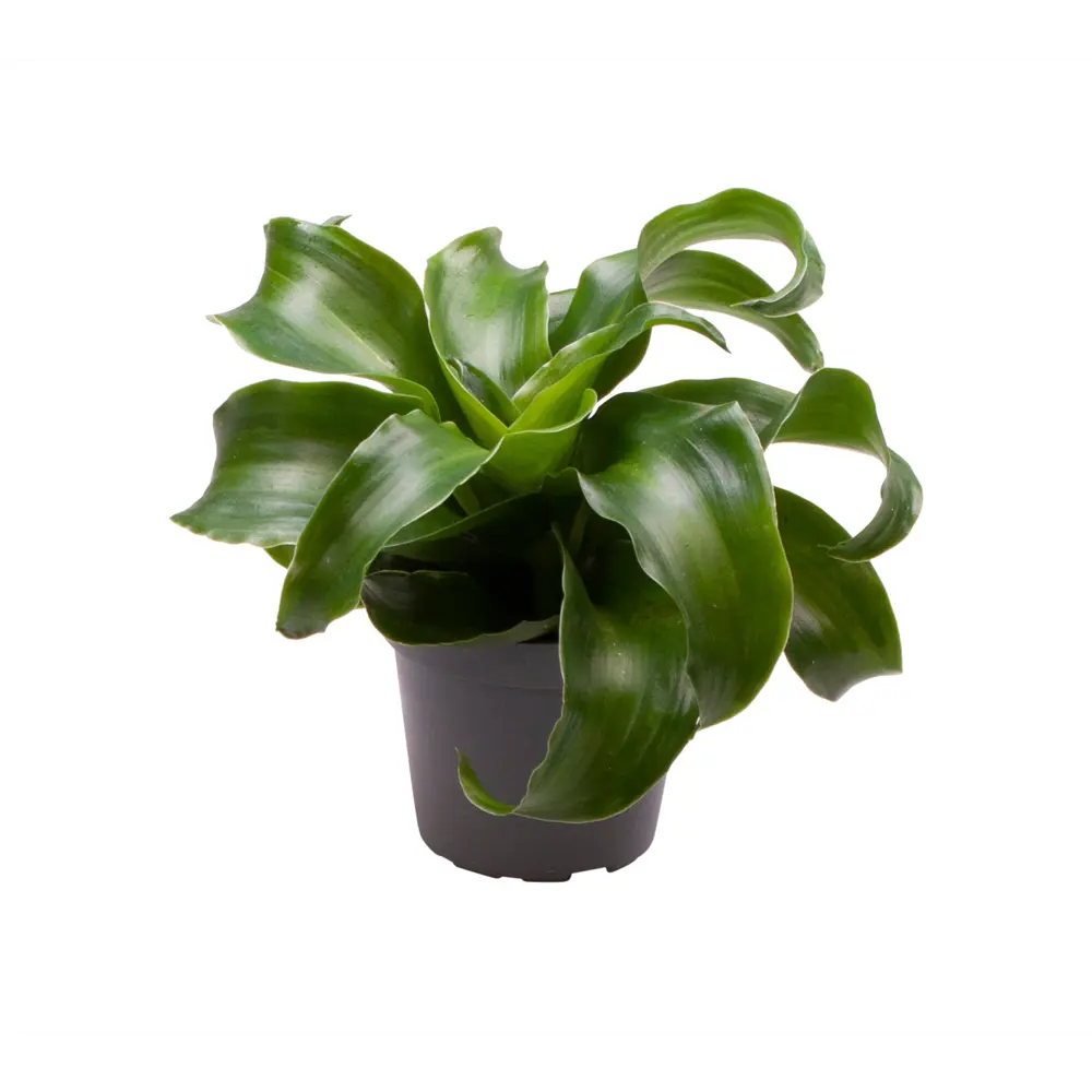 Santreyd Драцена Драгон Три Твист — изящный тропический акцент 89374996 STLM-1373992