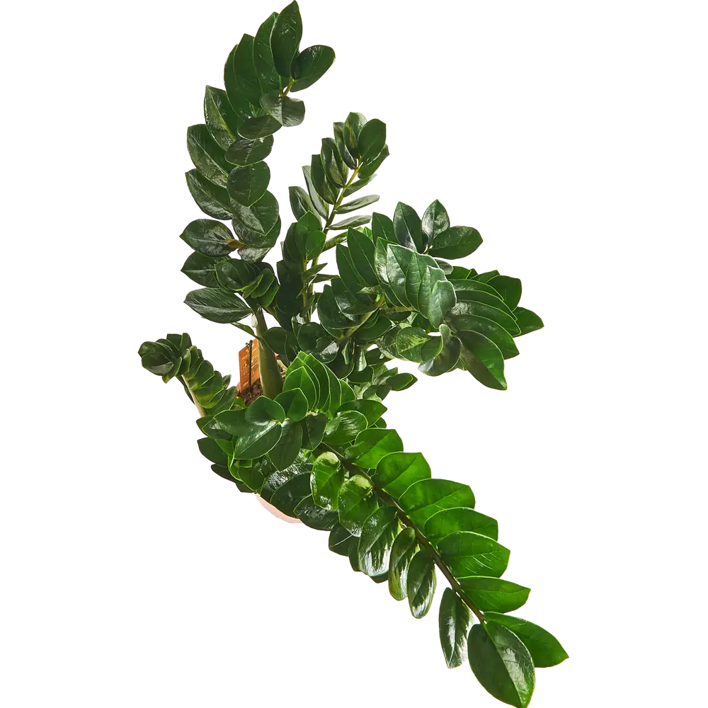 Santreyd Замиокулькас Замиелистный — изысканное комнатное растение с пышной кроной 85324962 STLM-0061526 - Вид №2