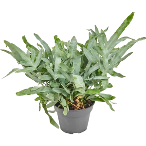 Флебодиум микс 17x50 см 83060669 STLM-2022748