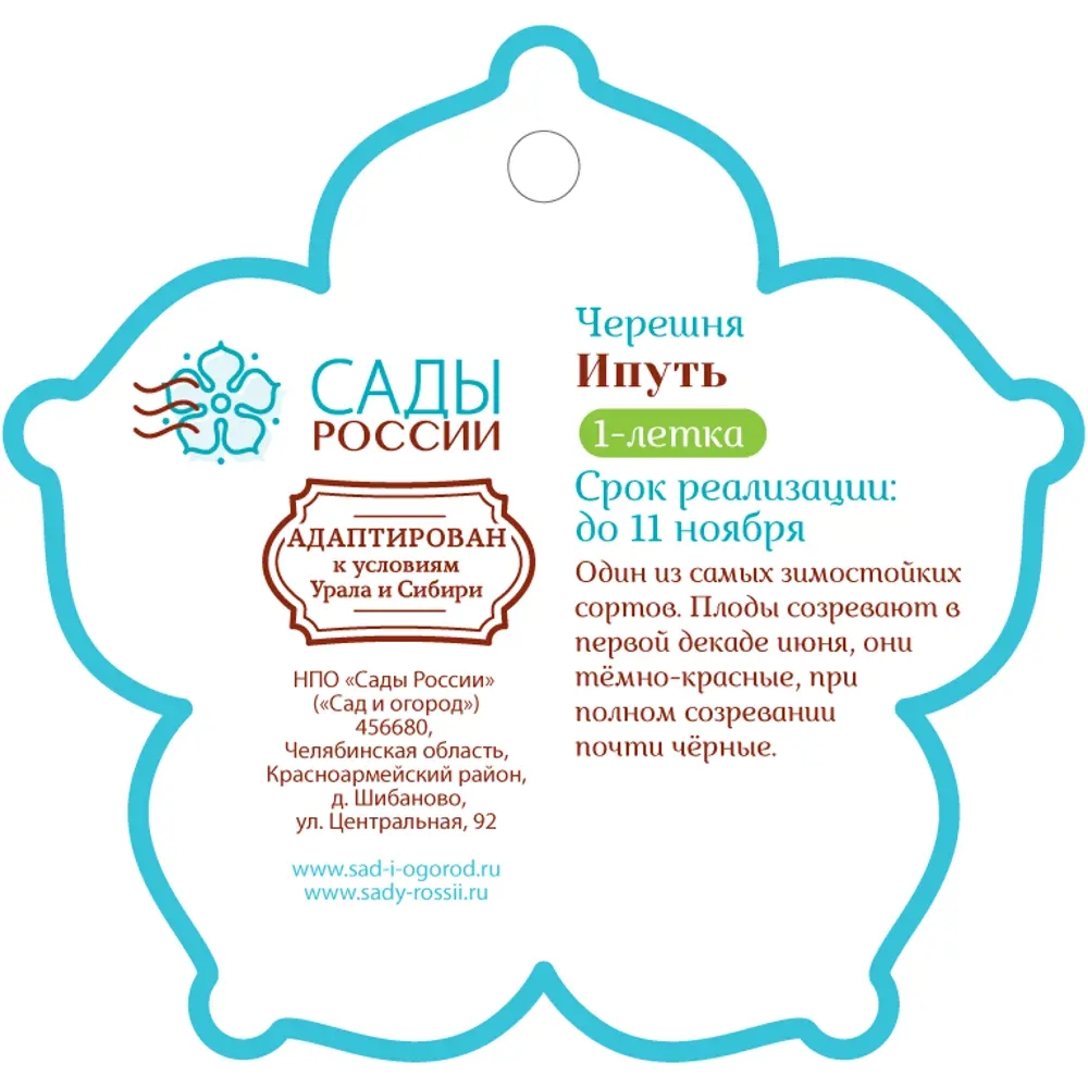 Черешня «Ипуть» 1 год 12.5x30-50 см 82610476 STLM-2172911 Santreyd  - Вид №1