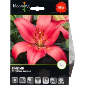 Лилия «Занелла» 82539362 STLM-2131451