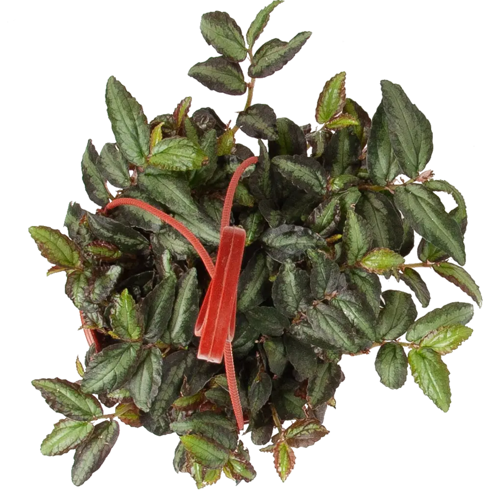 Santreyd Пеллиония Даво в кашпо - декоративное растение с бело-зелеными листьями 82649984 STLM-0032834 - Вид №1