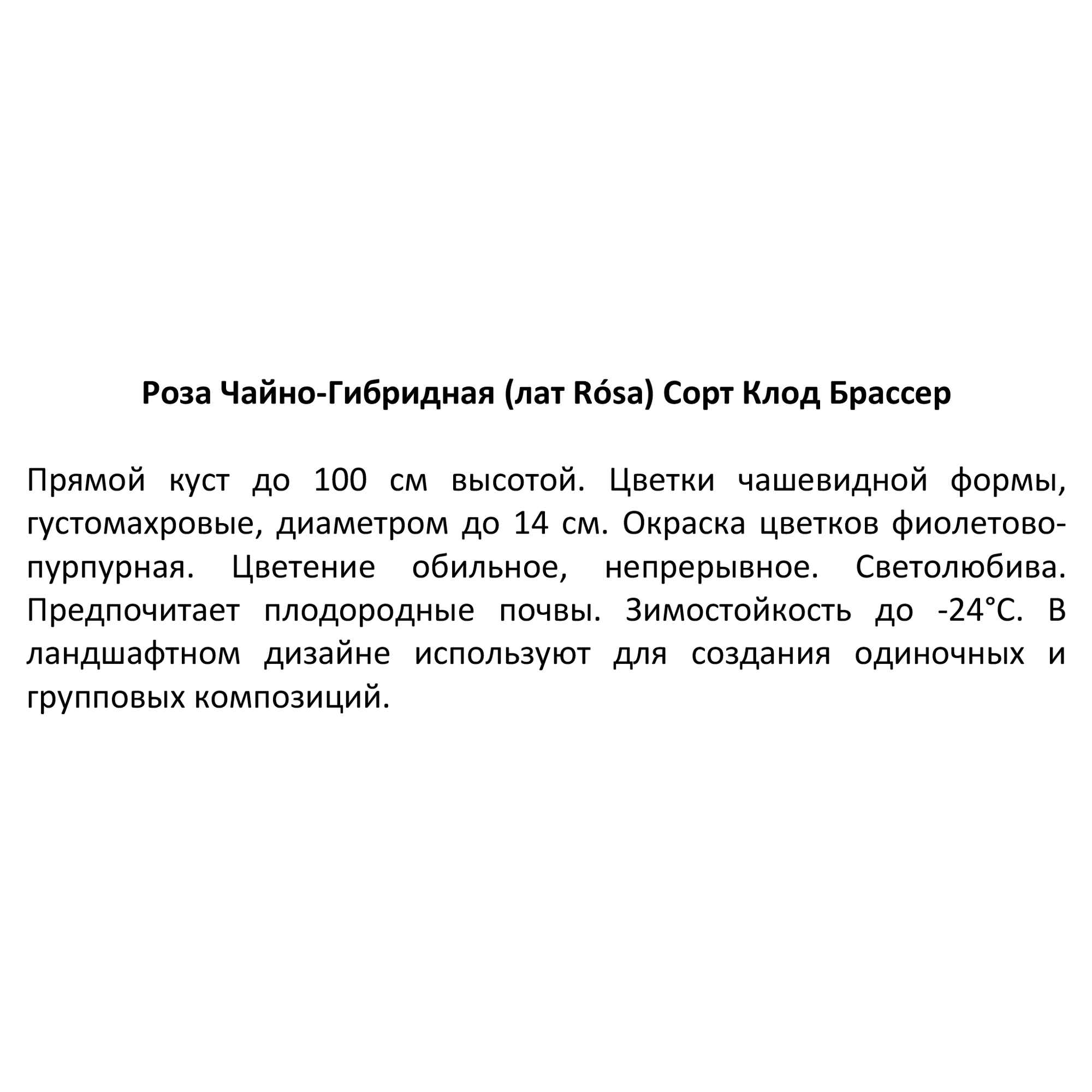 Чайно-гибридная роза Santreyd - многолетний саженец с разноцветными бутонами 85589138 STLM-0064354 - Вид №3