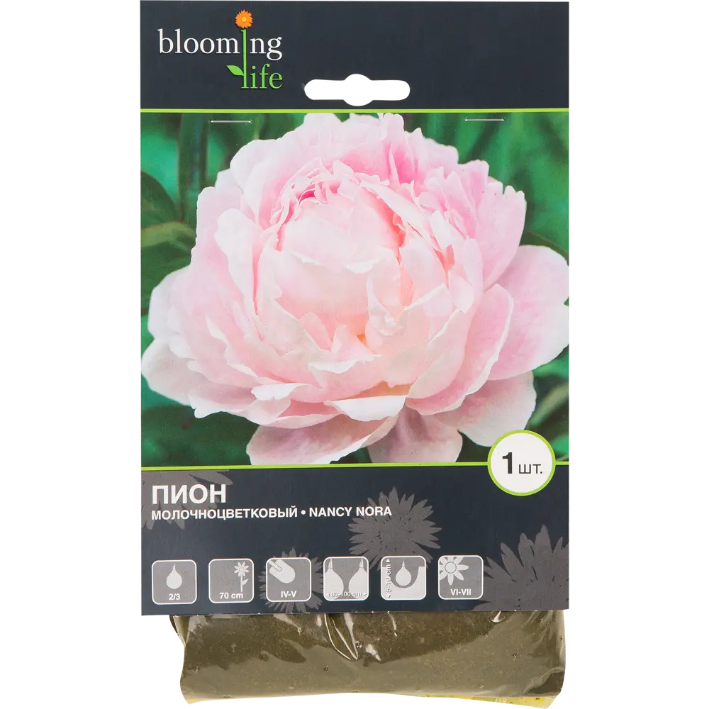 Пион молочноцветковый «Нэнси Нора» 82539398 STLM-2130221 BLOOMING LIFE 