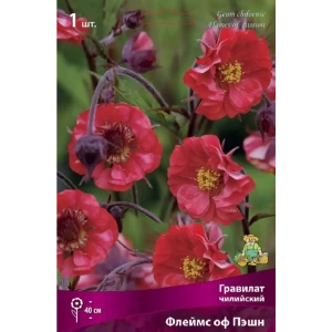Гравилат чилийский Флеймс Оф Пэшн 89452289 STLM-2027174