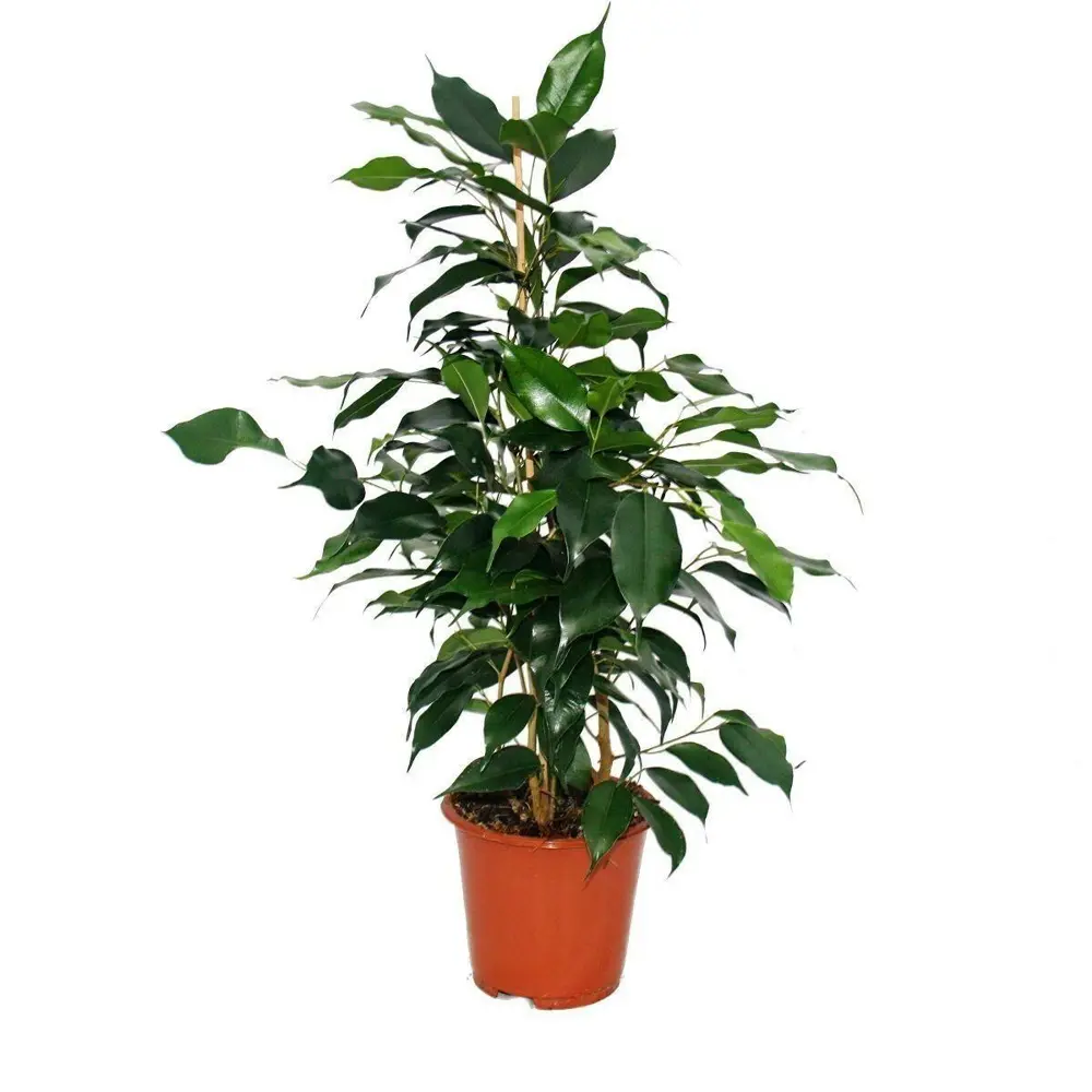 Фикус бенджамина ø12 h25 см 83247490 STLM-2136173 Santreyd  - Вид №1