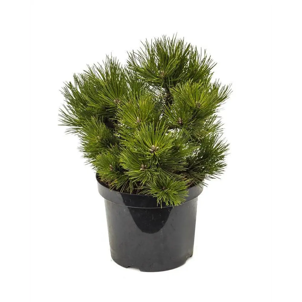 Сосна чёрная Нана ø15 h35 см 84834227 STLM-2026705 PLANTMARKET 