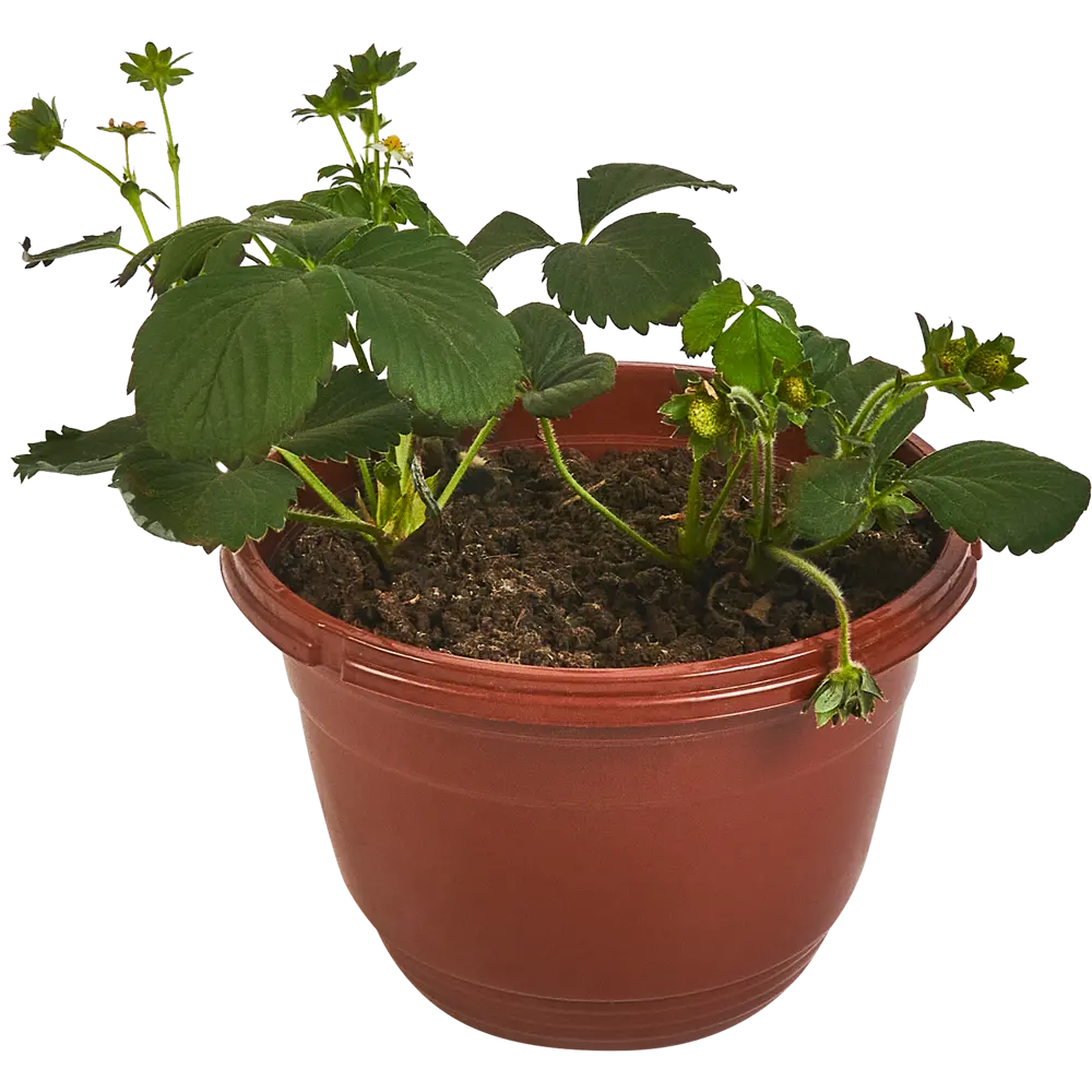 Santreyd Земляника микс ремонтантная - 6 растений в упаковке 84299081 STLM-0965876 - Вид №1