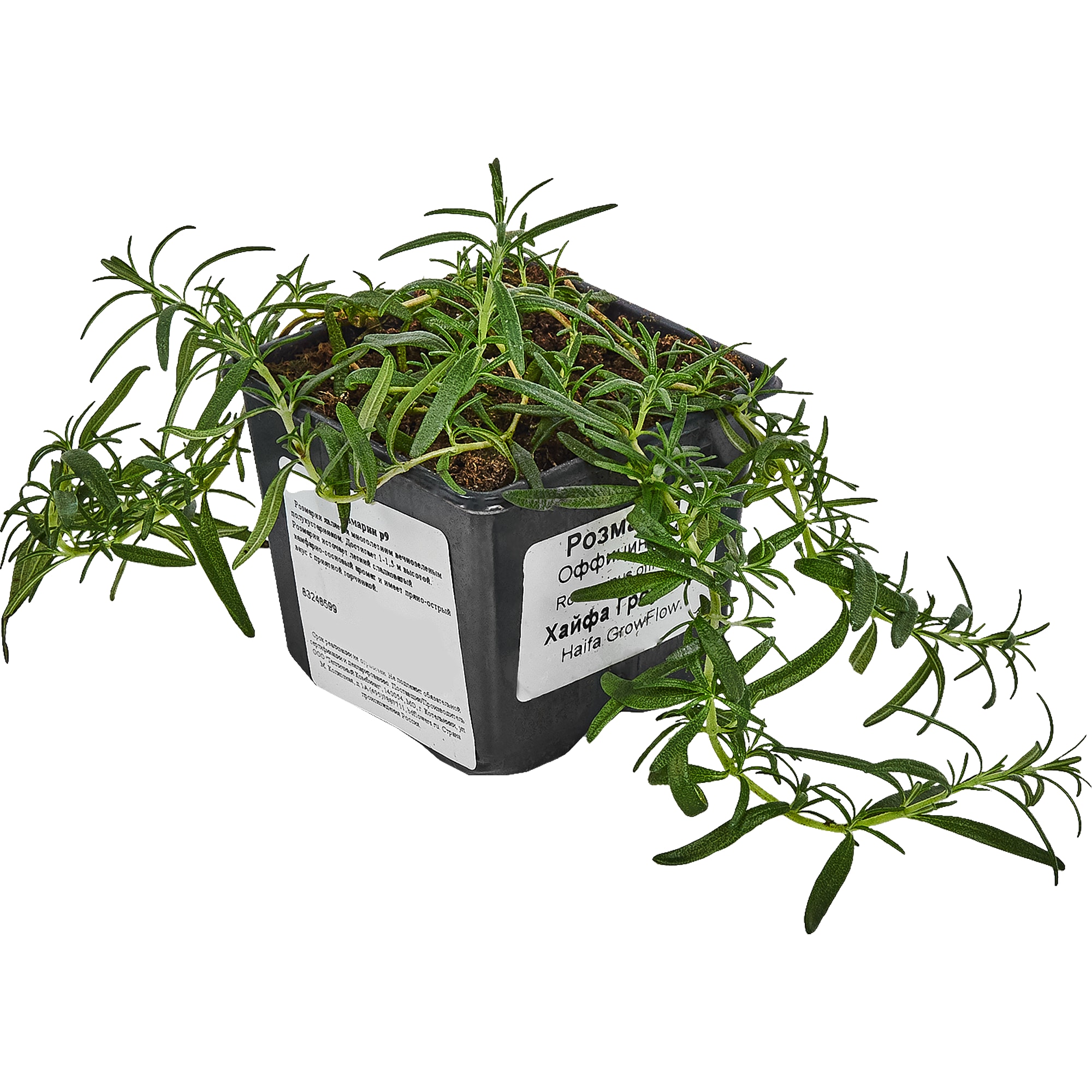 83248599 Розмарин ø9 h15 см Santreyd 