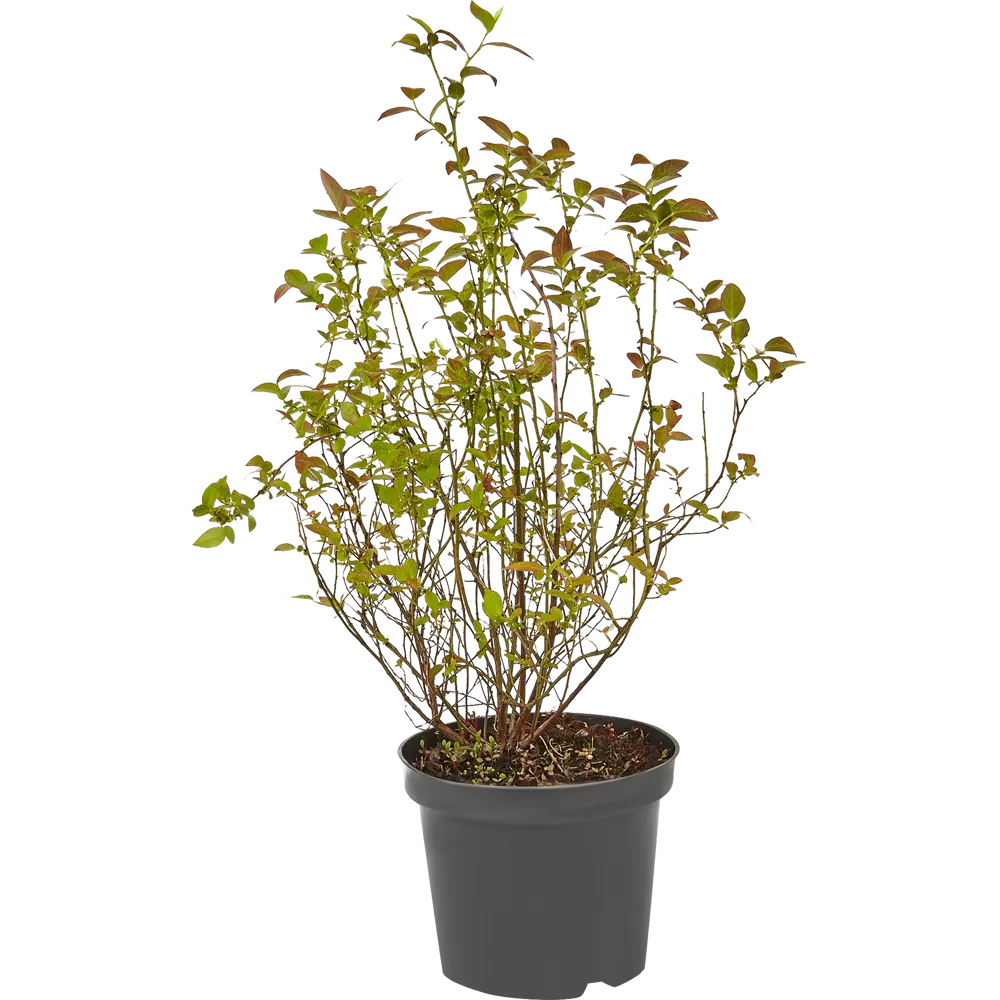 Голубика Нельсон ø10 h15 см 84834892 STLM-2022193 PLANTMARKET  - Вид №1