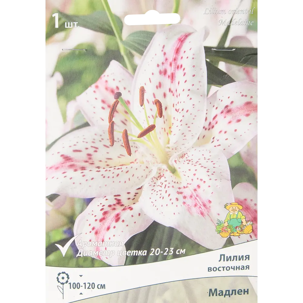 Лилия восточная Мадлен 85205771 STLM-2163418 ПОИСК 
