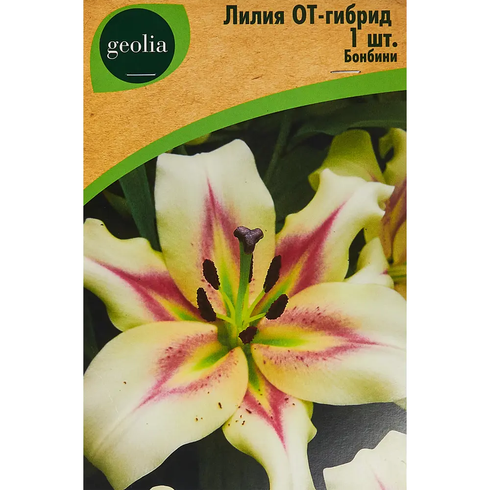 Лилия Geolia от-гибрид Бонбини 86408650 STLM-2016563 