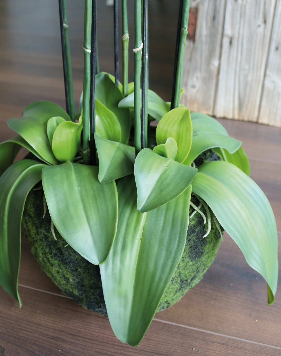 2860 788 a3 Искусственная орхидея Phalaenopsis с 'почвой', 9-кратная, 120 см, real touch, бежево-зеленая H-andreas  - Вид №1