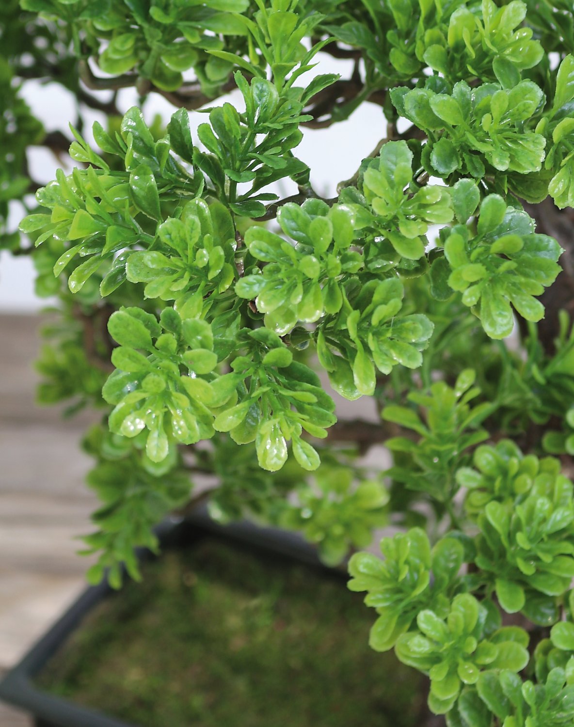 5922 883 a3 Имитация самшита бонсай, горшечная, 42 см, зеленая H-andreas  - Вид №3