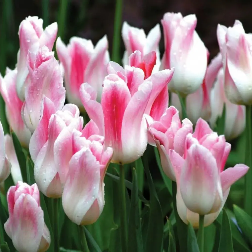 Луковицы тюльпана лилиецветного Холланд Шик 2 шт. 89433488 ПОИСК STLM-1580277