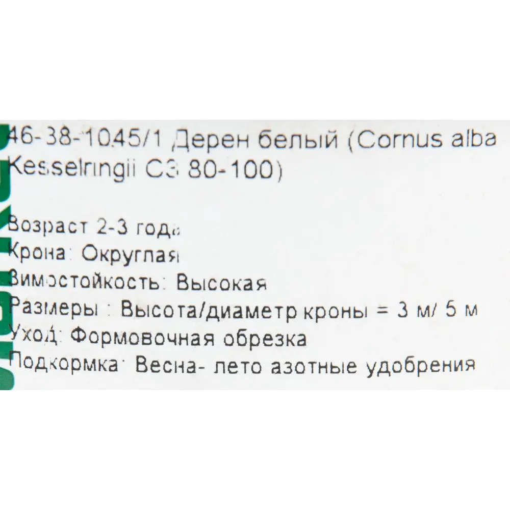 Дёрен белый «Кесселринги», С3/80-100 см 18468584 STLM-2036297 Santreyd  - Вид №1