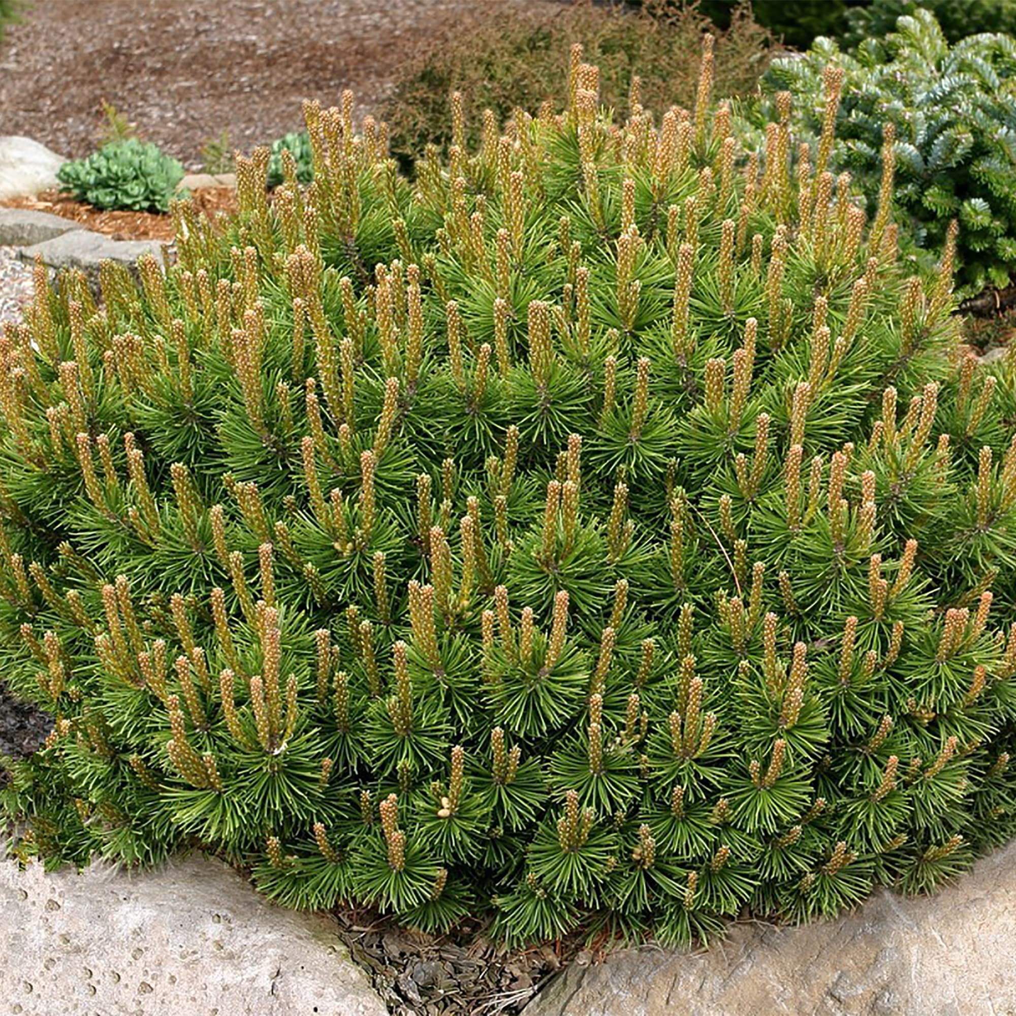 18382852 Сосна горная «Пумилио», 17х20-25 см Santreyd  - Вид №1