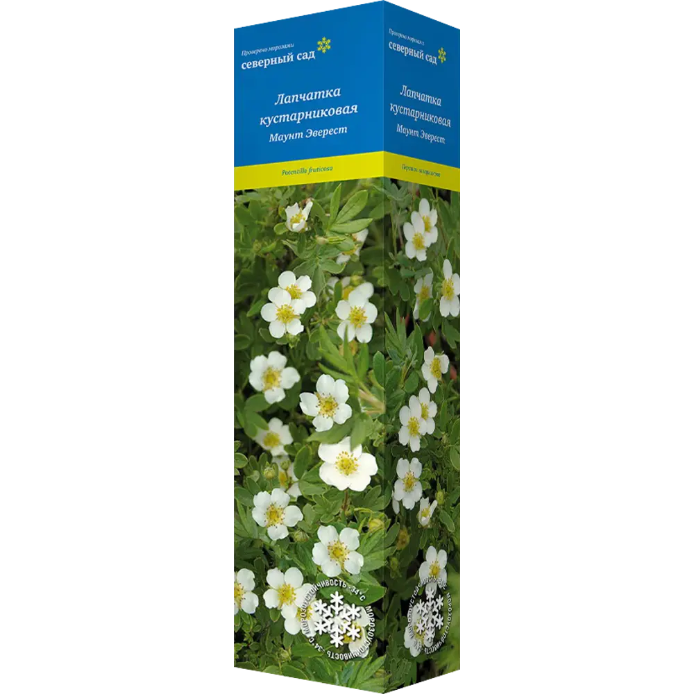 Лапчатка кустарниковая Маунт Эверест 82527336 STLM-2209951 Santreyd 