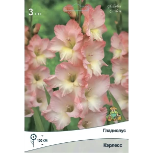 Гладиолус крупноцветковый Кэрлесс 3 шт. 89452340 STLM-2103569