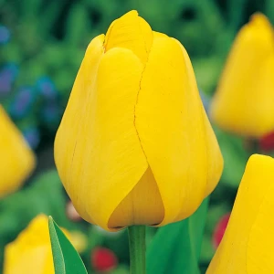 Тюльпан Geolia «Golden Apeldoorn» 15045471 STLM-2083369