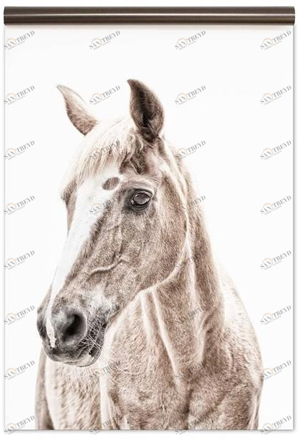 Groovy Magnets Обои с магнитным рисунком Animal sun-id-1405081