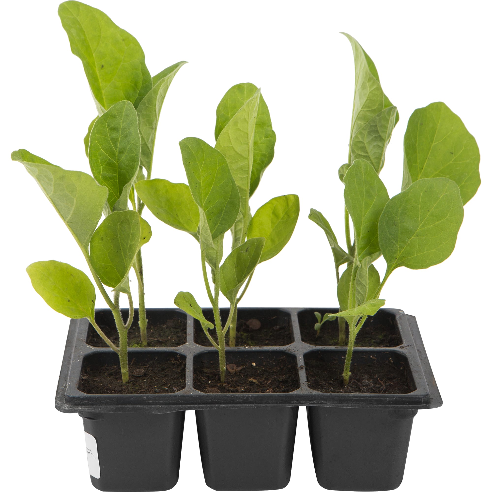 82585464 Баклажан в кассете, 6 шт Santreyd  - Вид №1