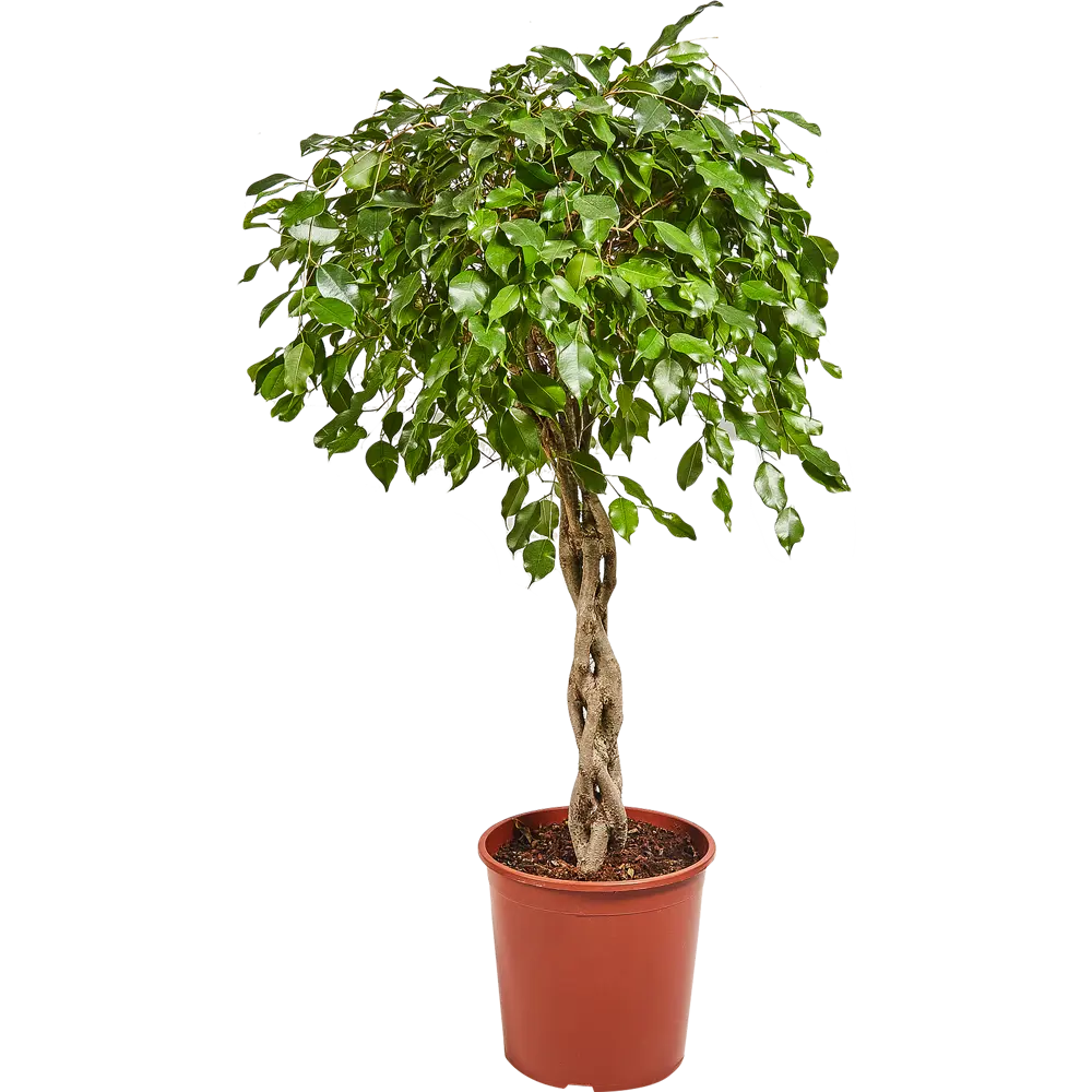 Фикус "Экзотика переплет" 30x130 см 82849686 STLM-2211403 Santreyd 