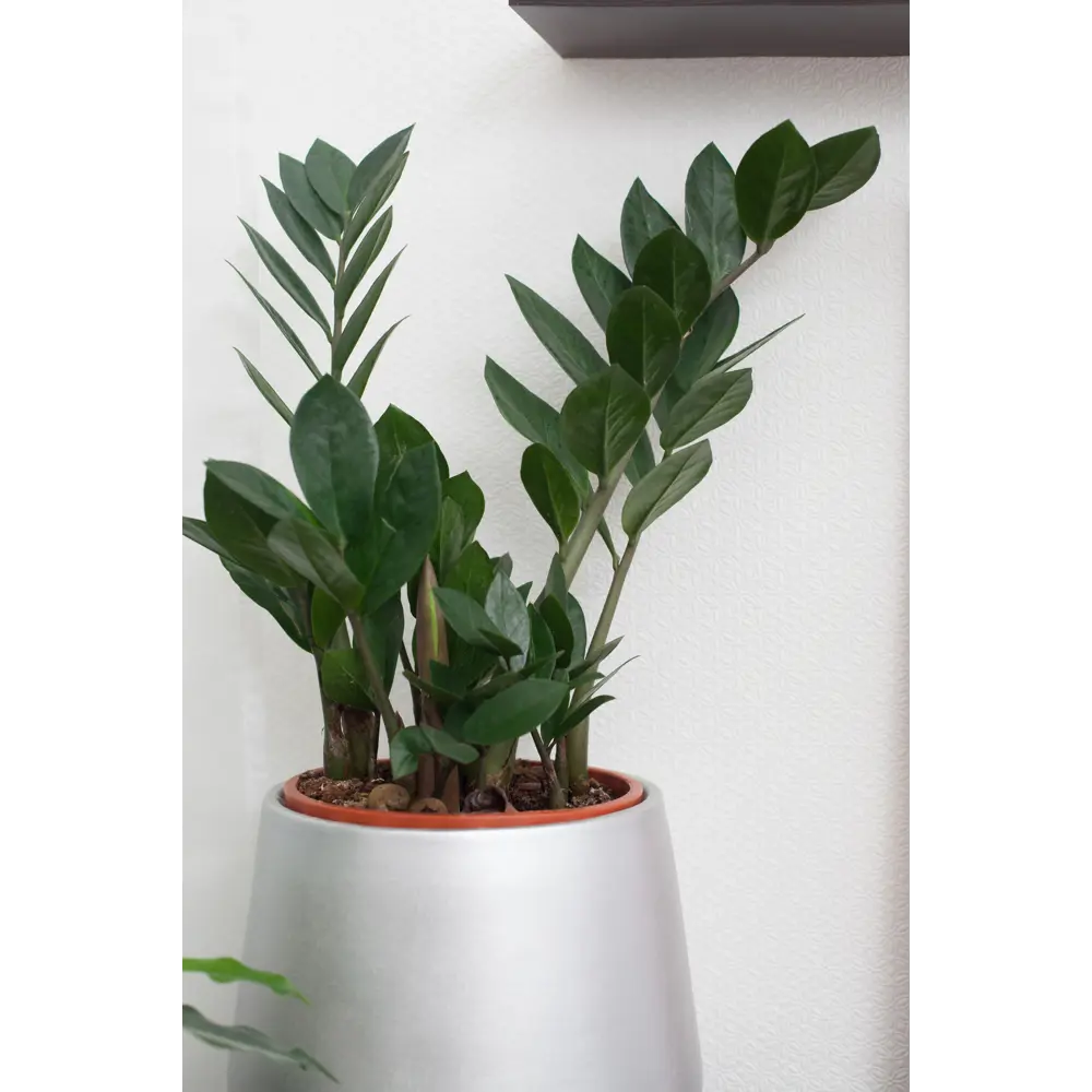 Santreyd Замиокулькас - долларовое дерево для дома и офиса 14750662 STLM-0005097 - Вид №4