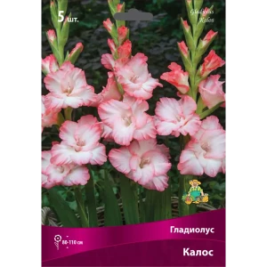Гладиолус крупноцветковый Калос луковица 12/14