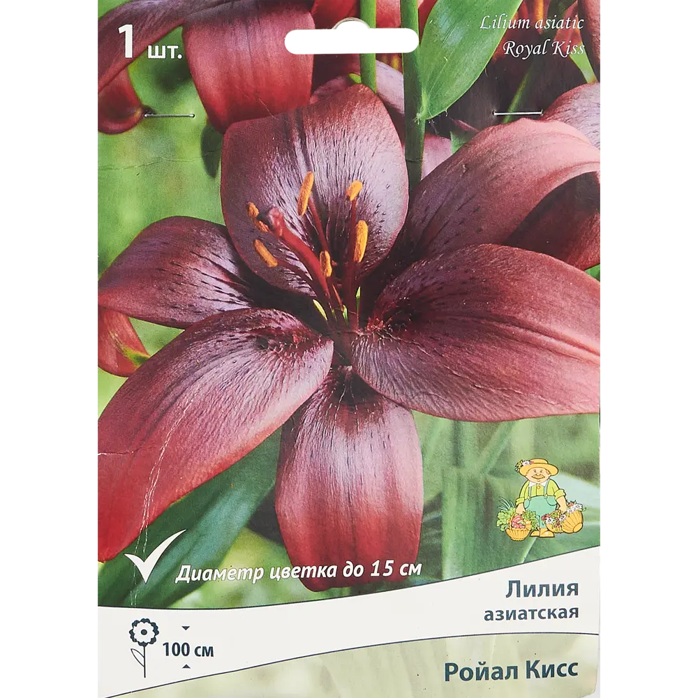 Лилия азиатская Ройал Кисс ПОИСК STLM-2187731