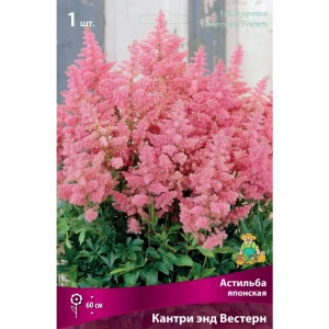 Астильба японская «Кантри энд Вестерн» разбор I 82661816 STLM-2046052