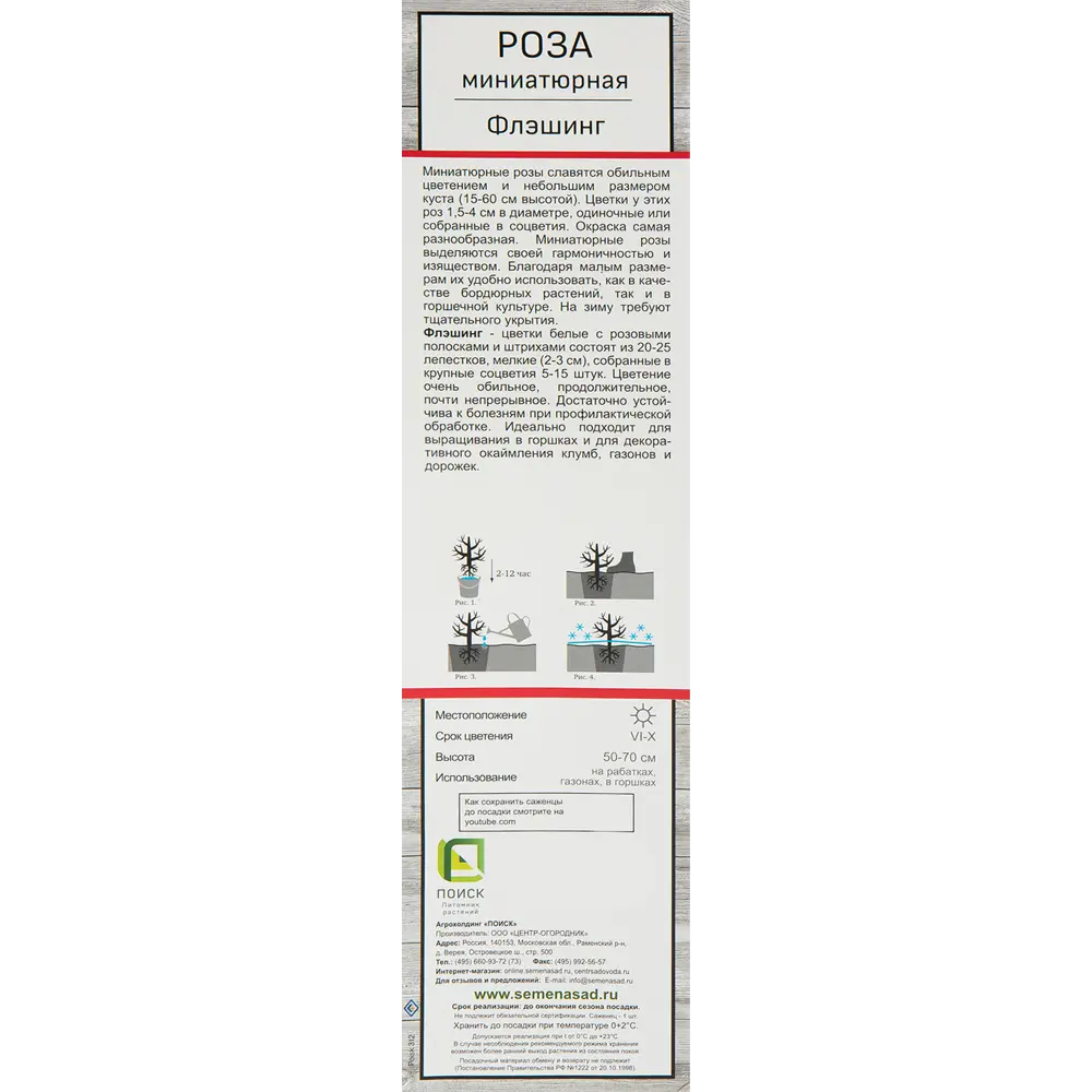 Роза миниатюрная Флэшинг 82527382 STLM-2198493 Santreyd  - Вид №1