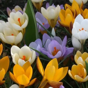 Крокус Geolia «Mixed-Specie» 15044727 STLM-2066324
