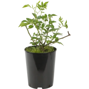 Роза парковая «Розариум Ютерсен» 19x55 см 82625099 STLM-2095049