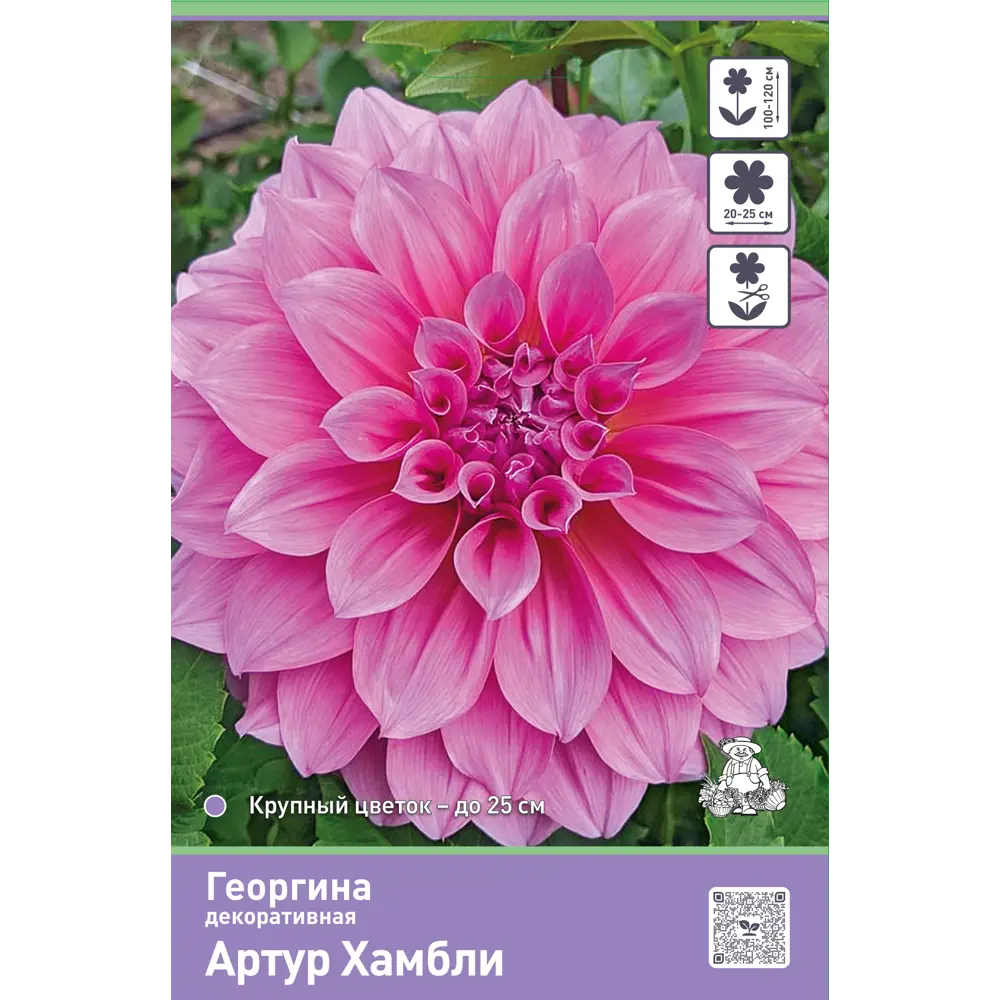 Георгина декоративная Артур Хамбли 89452411 STLM-2203748 ПОИСК 