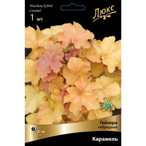 Гейхера гибридная Карамель луковица I
