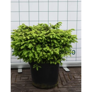 Ель обыкновенная «Нидиформис» 35x80-100 см 82676764 STLM-2006093