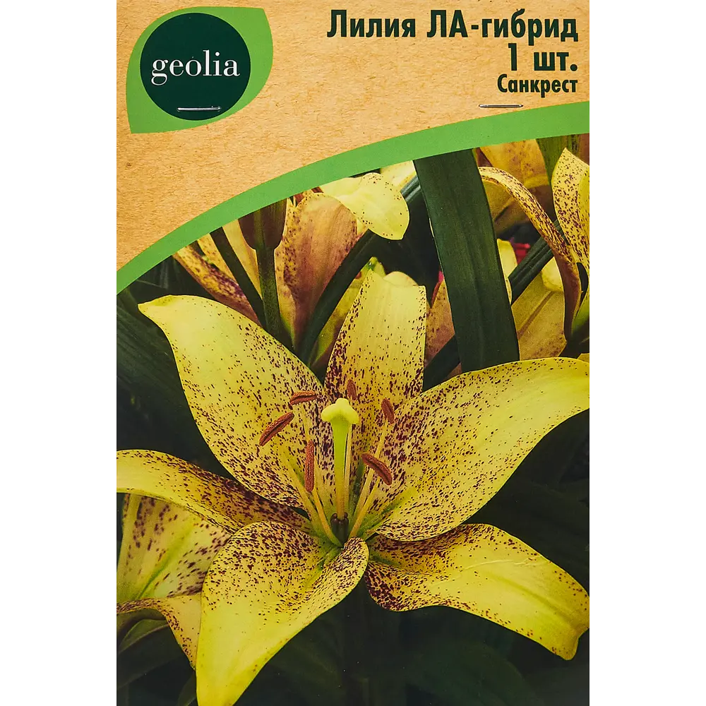 Лилия ла-гибрид Санкрест 86408634 STLM-2017841 Santreyd 